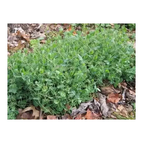 Austrian Winter Peas Seed 50 lb. Bag