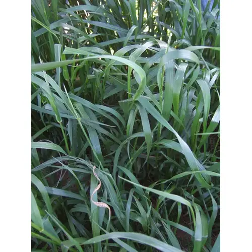 Tamtbo Annual Ryegrass 50-lbs