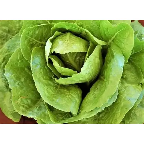 Lettuce - Paris Island Romaine 1-lbs Lettuce - Paris Island Romaine 1-lbs