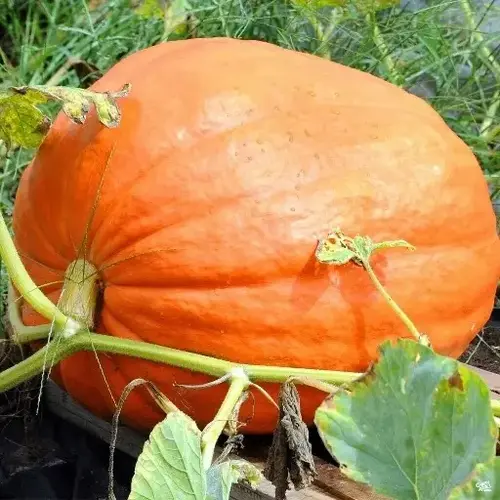 Pumpkin - Big Max 1-lbs
