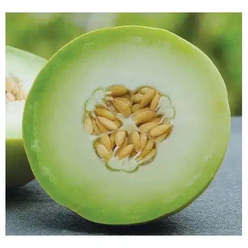 Melon - Honeydew Green Flesh 1-lbs