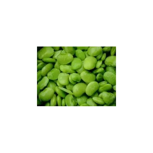 Beans Lima - Cangreen Early Thorogreen 5-lbs