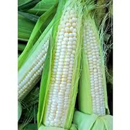 Corn - Silver King 50-lbs Corn - Silver King 50-lbs