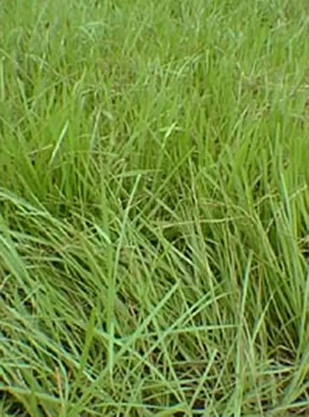 Alligator Brand Contractor Blend Seeds 50% Coated Pensacola Bahia /50% Browntop Millet 50-lbs 13702521