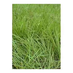 Bahia Seed Processors 13700206 Tifton 9 Bahia Grass Seed 40 Lb