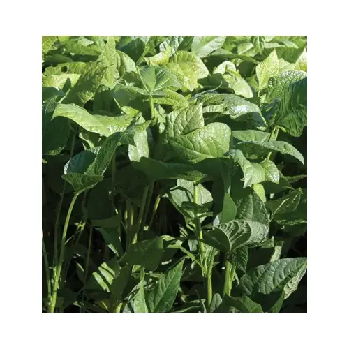 Iron & Clay Cow Peas 50 Lb Iron & Clay Cow Peas 50 Lb
