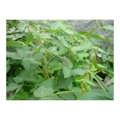 Osage NON GMO Soybean Seed - 50 lb Osage NON GMO Soybean Seed - 50 lb