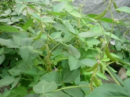 Alligator Brand Osage NON GMO Soybean Seed - 50 lb 13701080