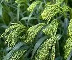 Alligator Brand Dove Proso Millet Grass Seed 50 Lb 13700718