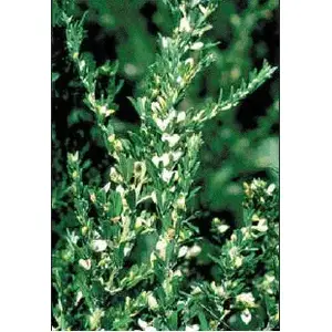 Allied Seed, LLC 13700340 Sericea Lespedeza Seeds Unhulled - 50 pounds