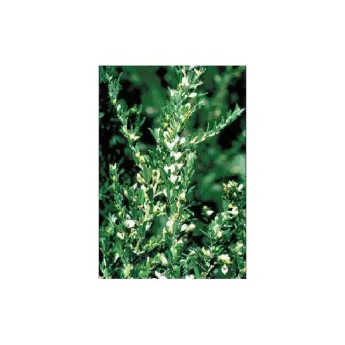 Sericea Lespedeza Seeds Unhulled - 50 pounds