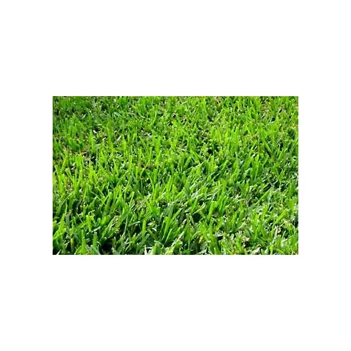 Bermuda Grass Seeds - Hulled & Coated 50-lbs Bermuda Grass Seeds - Hulled & Coated 50-lbs