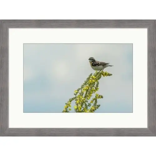 Spring Bird, Cool Scheme, Silver Frame