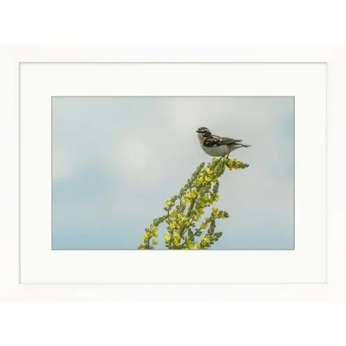 Spring Bird, Cool Scheme, White Frame
