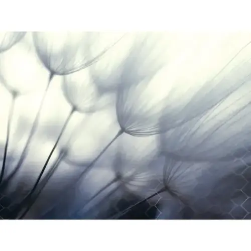 Dandelion Flower 36wx24h Canvas Print W/espresso Frame