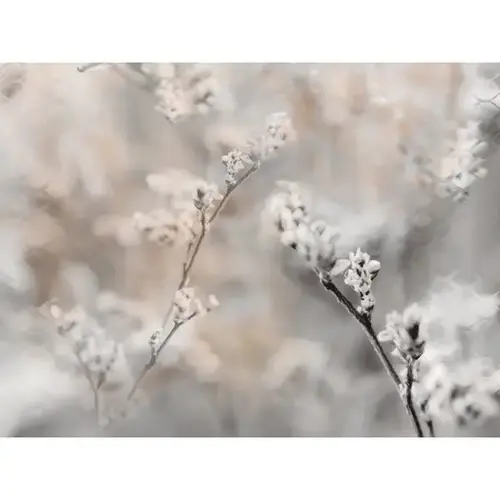 Vintage Cotton 36wx24h Canvas Print W/espresso Frame