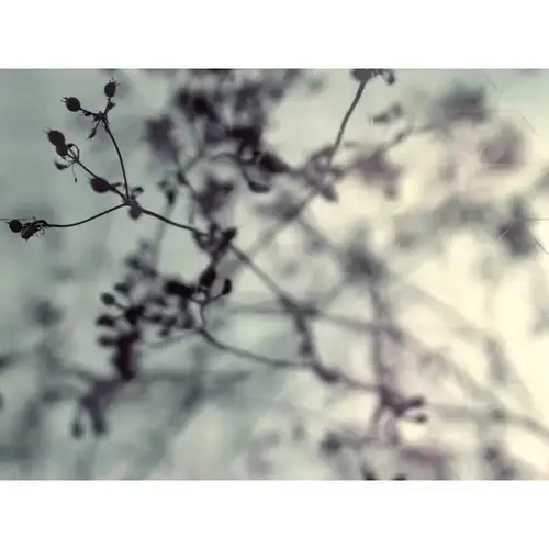 Branches & Berries 36wx24h Canvas Print W/espresso Frame