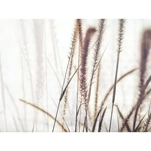 Feather Grass 36wx24h Canvas Print W/espresso Frame
