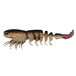 Natural Shrimp