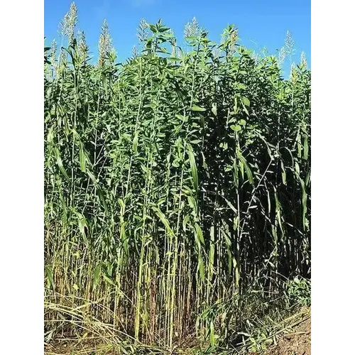 Egyptian Wheat Seeds 50-lbs Egyptian Wheat Seeds 50-lbs