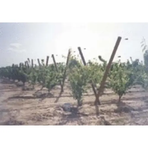 Un28 2"x8' Lodge Pole Untreated