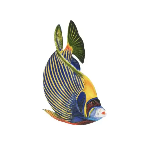 Emperer Angelfish 4"x3" Emperer Angelfish 4"x3"