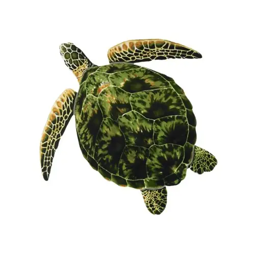 Green Sea Turtle 24"x24" Green Sea Turtle 24"x24"