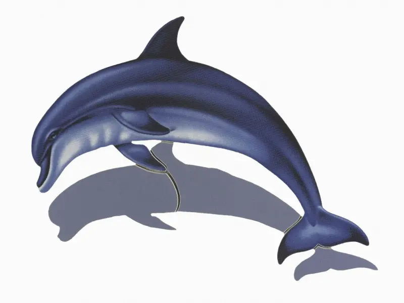 Custom Mosaics Shadow W/sh Bottlenose Dolphin -a 18x12 PORC-BD1-18/SH Custom Mosaics Shadow W/sh Bottlenose Dolphin -a 18x12 PORC-BD1-18/SH