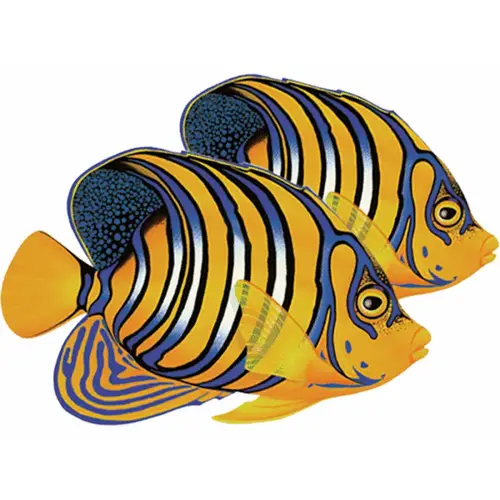 Double 8" Regal Angelfish Double 8" Regal Angelfish