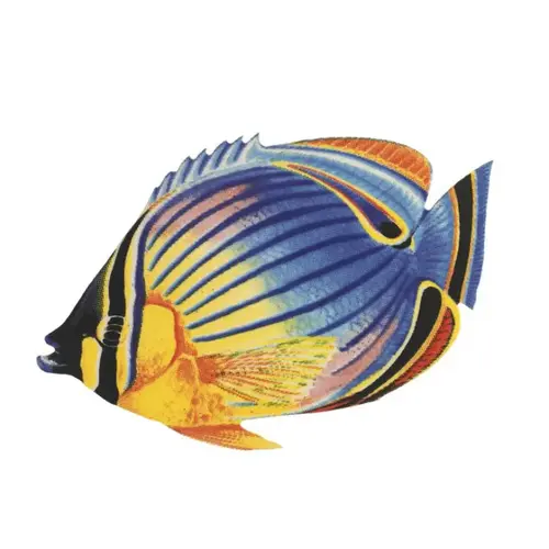 Redfin Butterflyfish 5"x3" Redfin Butterflyfish 5"x3"